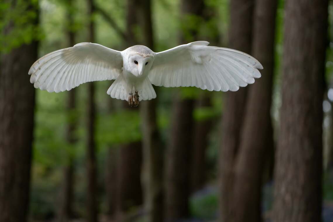 a - owls
