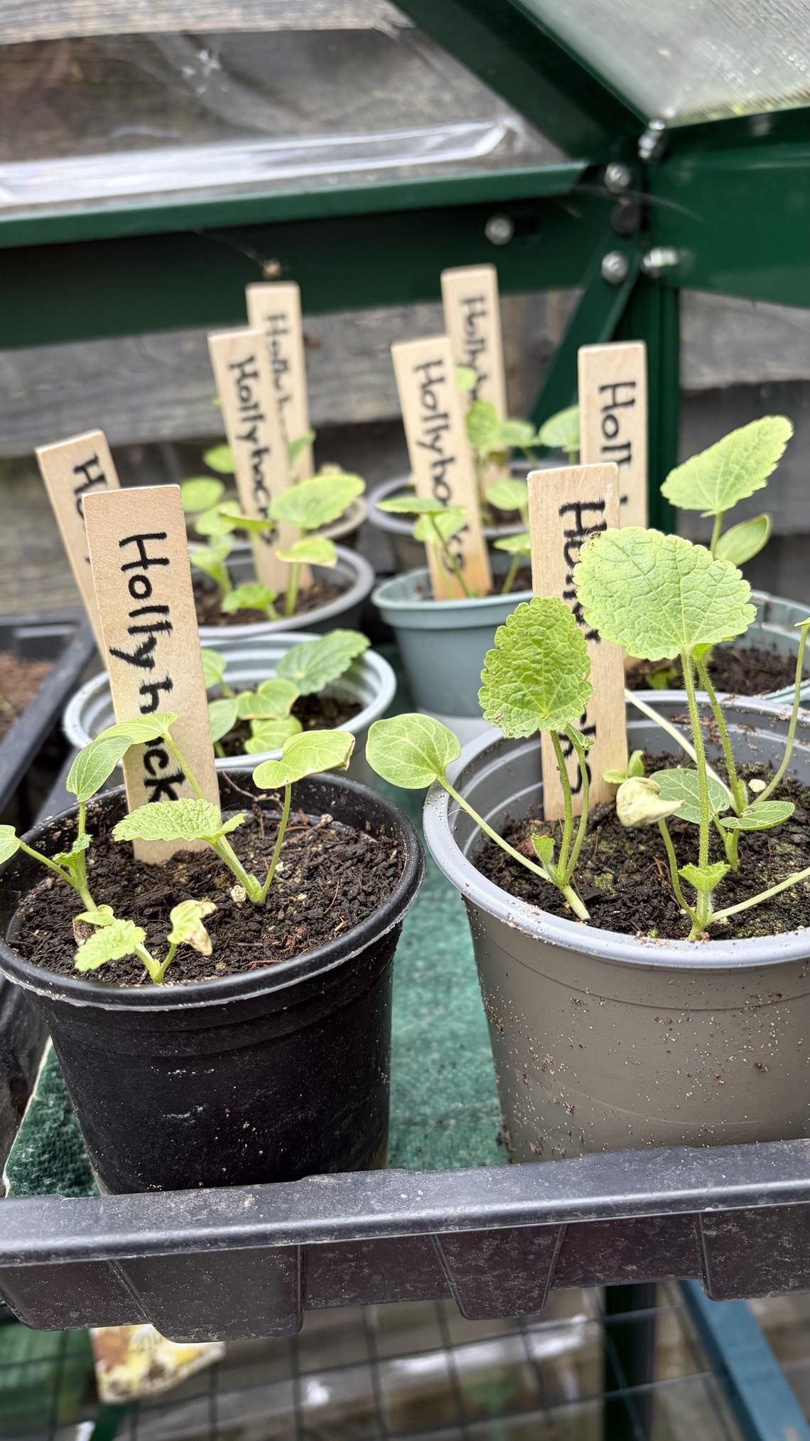 a - plant sale - 9 May