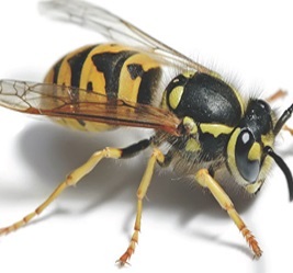 Wasp Nest